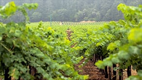 Hewitt Vineyard — video thumbnail